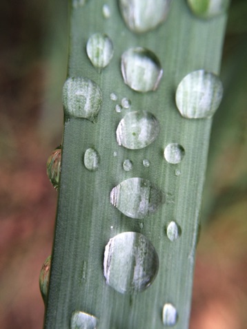 Water Droplets